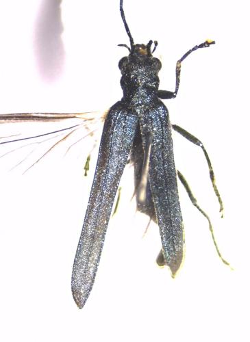 Réf. 234 399 : Oedemera atrata